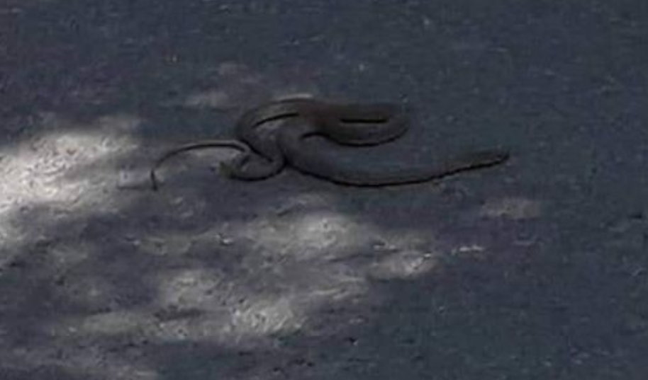 ФОТО: Огромна змија ги преплаши лисичани кај последна седмица на ЈСП