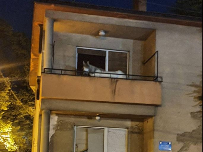 ФОТО: Згрижен коњот оставен на тераса во центарот на Скопје