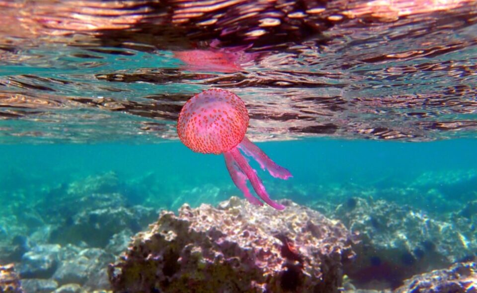 Во Грција се појави една од најопасните медузи: Објавена мапа од плажите и како да постапите ако ве „касне“ (ФОТО)