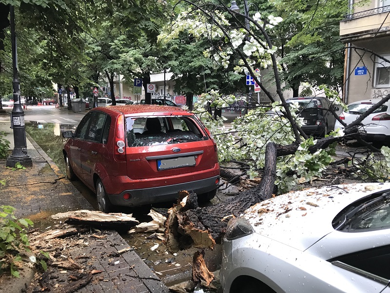 ФОТО: Падна дрво во центарот на Скопје, две возила се оштетени