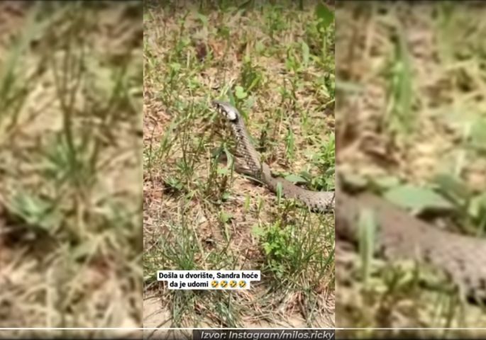Гигантска змија БЕЛОУШКА долга 2 метри е снимена денеска во белградска населба (ВИДЕО)