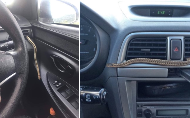 Змија влегла во автомобил и го каснала возачот додека возел – ова е епилогот