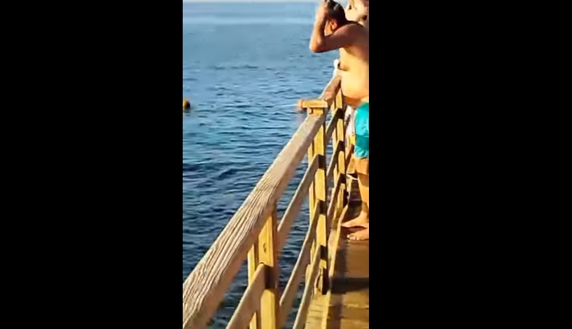 Ајкула нападна жена во познатото летувалиште: Очевидици во шок ја гледаа страшната сцена (ВИДЕО)