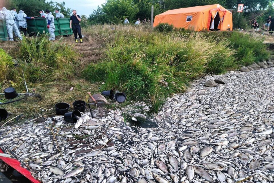 ДОСЕГА НЕВИДЕНО: Што ли се случува?! Сѐ уште е непознат поморот на илјадници риби во реката Одра