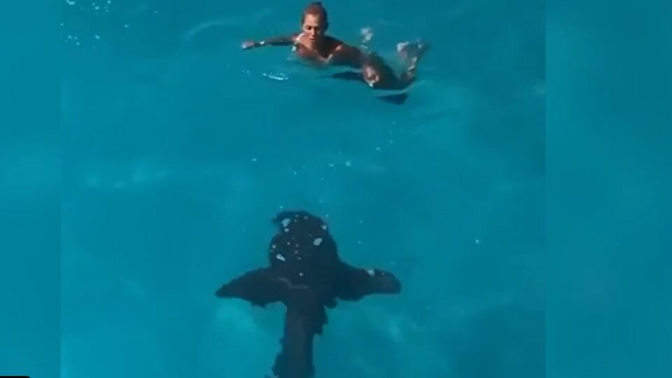 СИТЕ ГЛЕДАА ВО НЕВЕРИЦА: Жена скокна во море, а таму ја дочека ајкула (ВИДЕО)