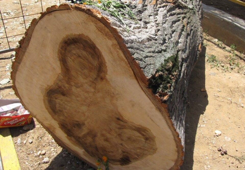 Да се потсетиме на чудото кое ја запрепасти Македонија: Поминаа 13 години од појавувањето на Богородица на стебло од исечено дрво (ФОТО)