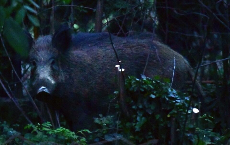 АЛАРМАНТНО: Од Водно се симнуваат диви свињи во оваа скопска населба