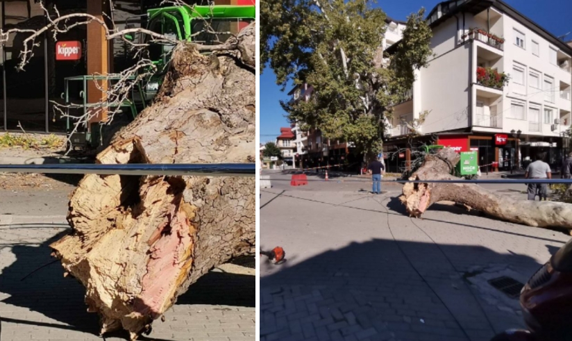 ПАДНА НАД ОБЈЕКТ: Се скрши голема гранка на еден од старите Чинари во Охрид (ФОТО+ВИДЕО)