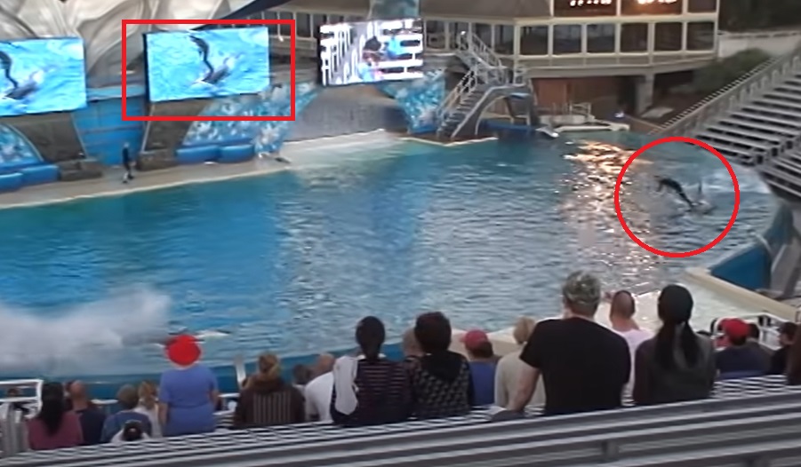 ВОЗНЕМИРУВАЧКА ГЛЕТКА НА БАЗЕН: Тренер исчезна под водата кога беше зграбен од кит убиец! (ВИДЕО)