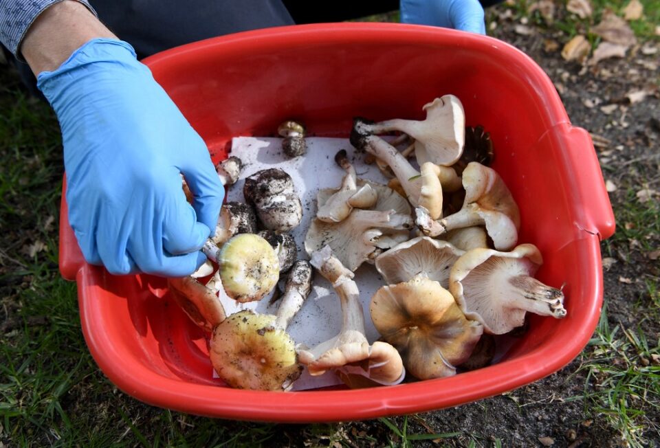 Осум лица се борат за живот откако јаделе печурки купени на пазар- еве колку години затвор ѝ се закануваат на продавачката