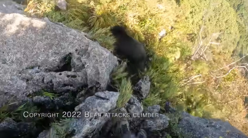 БОРБА ЗА ЖИВОТ: Мечка нападна планинар- едвај успеа некако да се спаси (ВИДЕО)