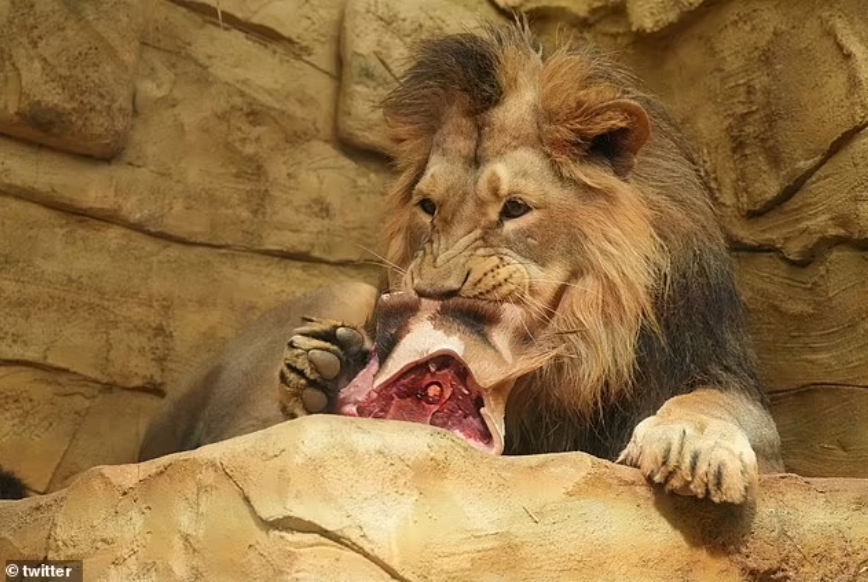 Шокантна фотографија од чешка зоолошка ги зовре социјалните мрежи: Лавовите нахранети со евтаназирана жирафа