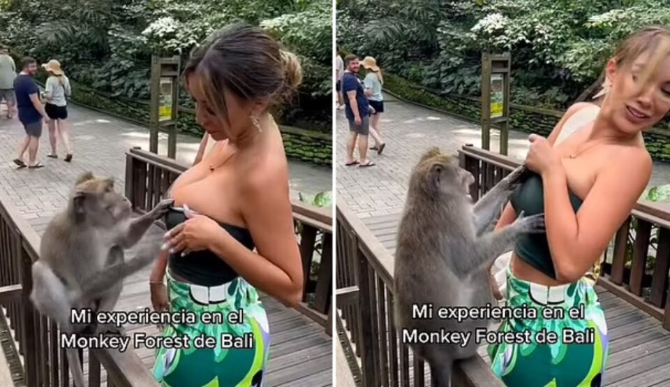 ВИДЕТЕ ШТО СЕ СЛУЧИ: Мајмун се обиде да и ги открие градите на надарената манекенка (ВИДЕО)