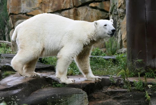 (фото) СЕ СЛУЧИ УЖАС: По 33 години пауза, фатална средба на мајка и син со поларна мечка на Алјаска