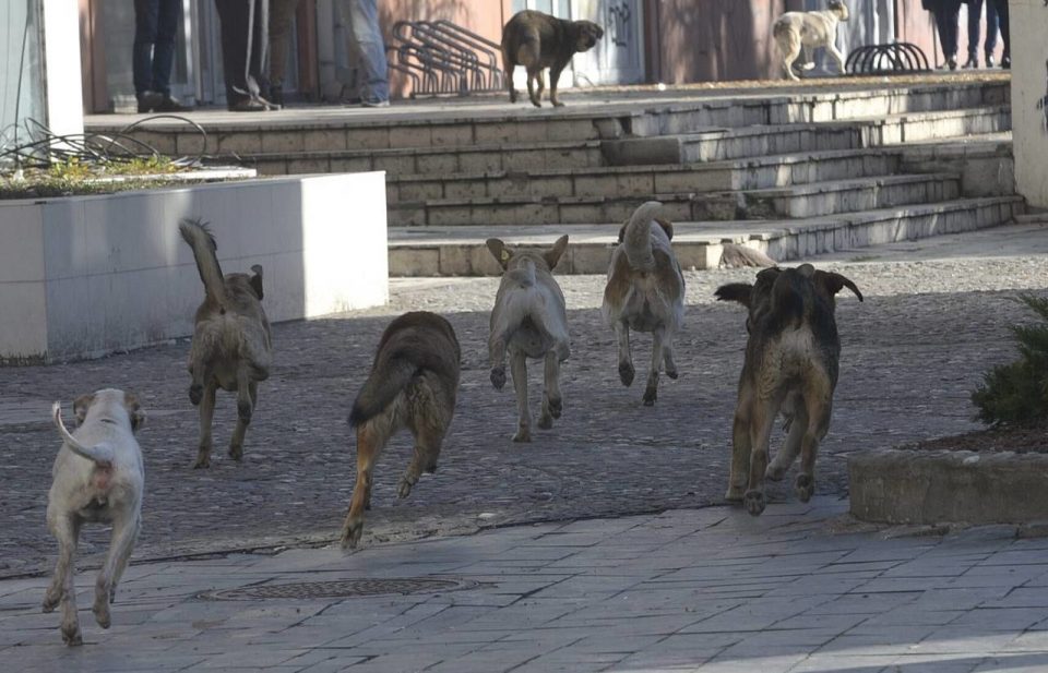 ЕВЕ КОЛКАВА Е СУМАТА: Колку пари добиваат како оштета лицата каснати од куче во Македонија?
