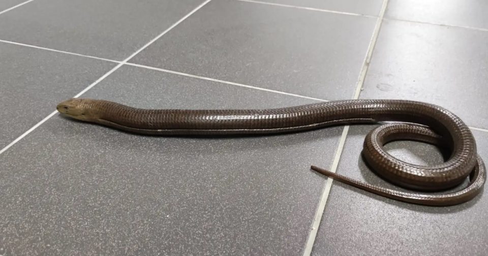 Хрват во подземна гаража налетал на „змија“ и повикал експерти: „Не, не е тоа змија…“ (ВИДЕО)