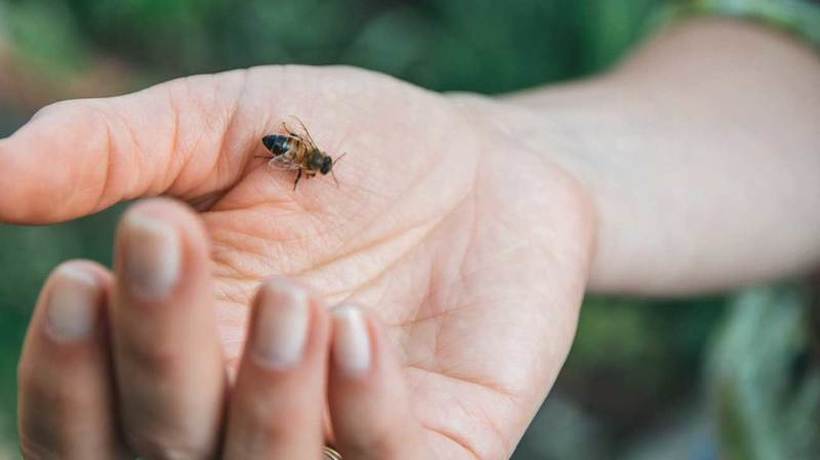 ПРИРОДАТА СЕ БУДИ: Што да направите ако ве касне оса, пчела или стршлен?